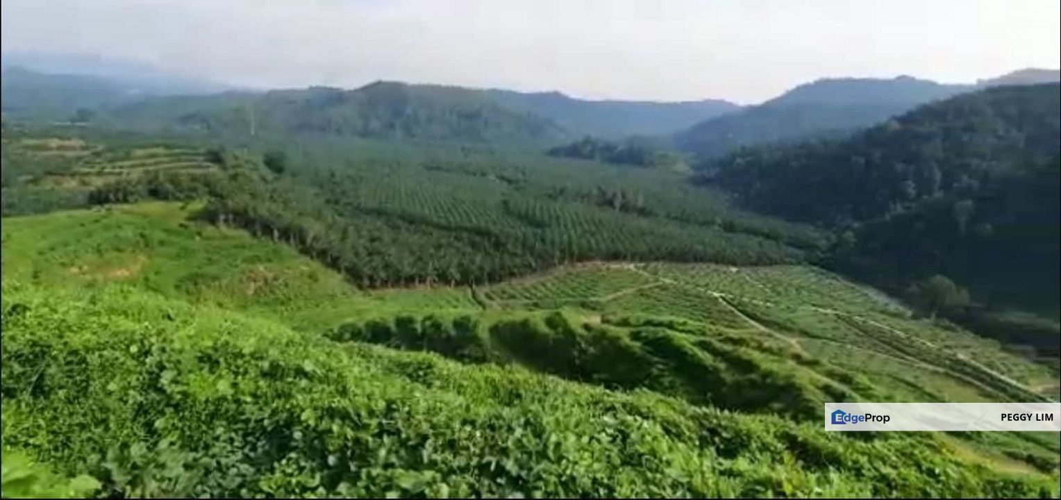 Sungai Siput, Kuala Kangsar, Perak, 888 Acres Oil Palm Plantation, Perak, Kuala Kangsar