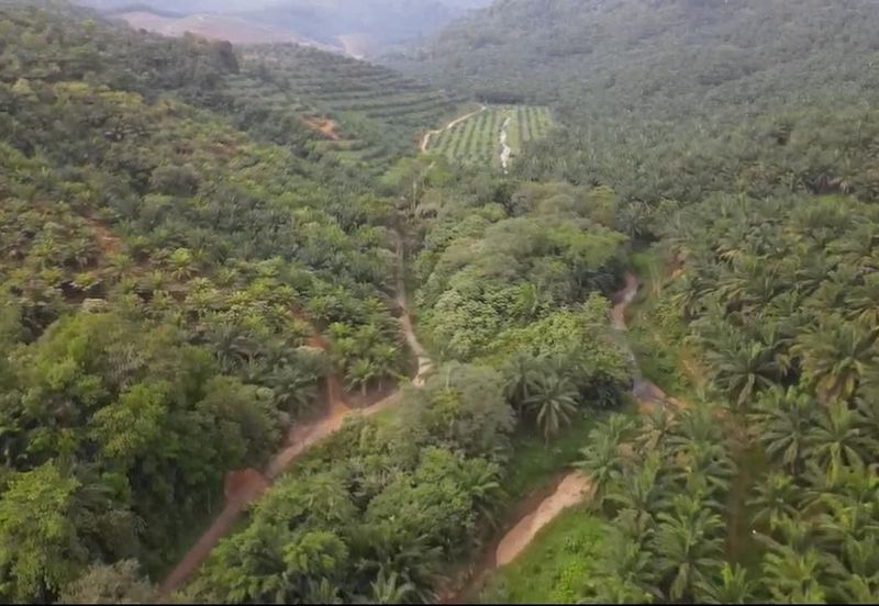 Sungai Siput, Kuala Kangsar, Perak, 888 Acres Oil Palm Plantation