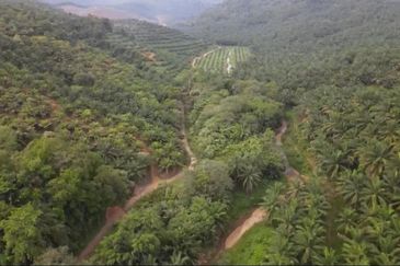 Sungai Siput, Kuala Kangsar, Perak, 888 Acres Oil Palm Plantation