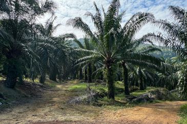Tangkak, Johor Oil Palm For Sale 