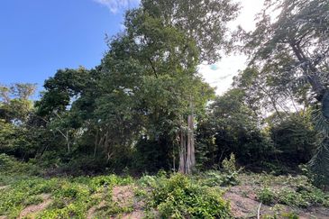 Tangkak, Johor Oil Palm For Sale 