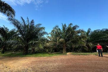 Tangkak, Johor Oil Palm For Sale 