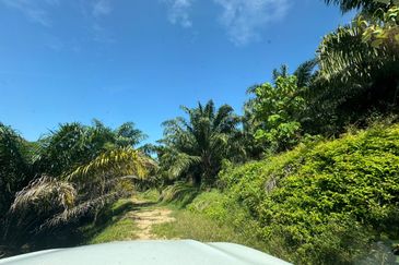 Tangkak, Johor Oil Palm For Sale 