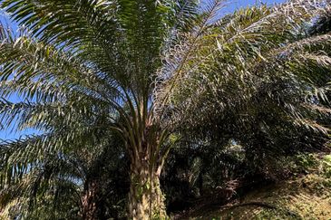 Tangkak, Johor Oil Palm For Sale 