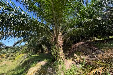 Tangkak, Johor Oil Palm For Sale 