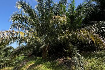 Tangkak, Johor Oil Palm For Sale 