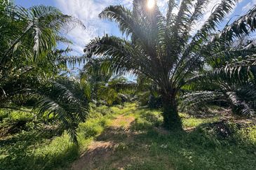 Tangkak, Johor Oil Palm For Sale 