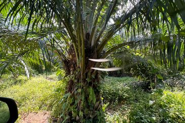Tangkak, Johor Oil Palm For Sale 