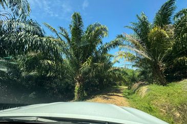 Tangkak, Johor Oil Palm For Sale 