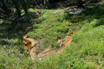 Tangkak, Johor Oil Palm For Sale 