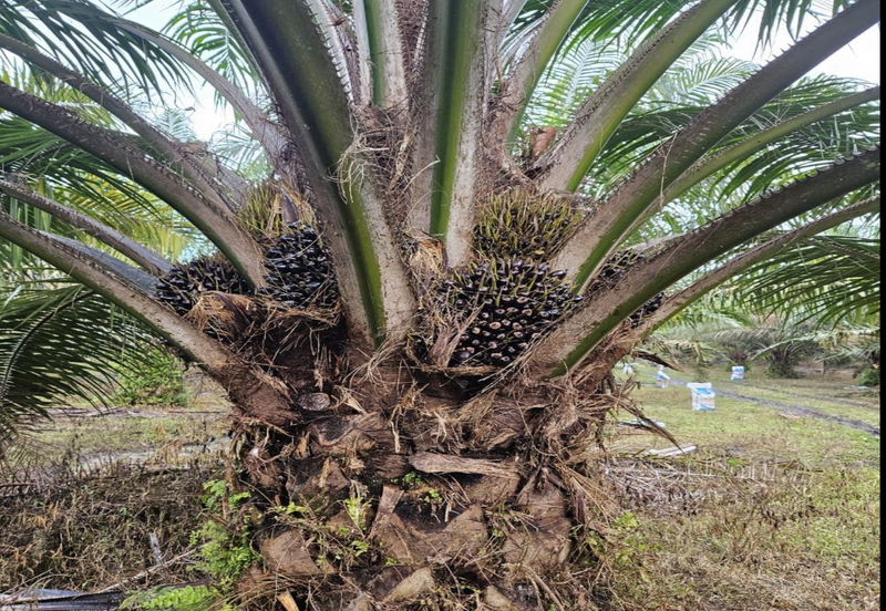 Tangkak, Johor 10 Acres Oil Palm Land For Sale 