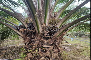 Tangkak, Johor 10 Acres Oil Palm Land For Sale 