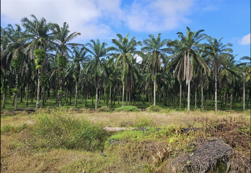 Tangkak, Johor 10 Acres Oil Palm Land For Sale 