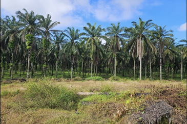 Tangkak, Johor 10 Acres Oil Palm Land For Sale 