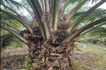 Tangkak, Johor 10 Acres Oil Palm Land For Sale 