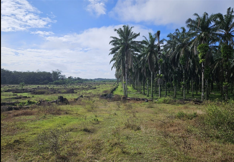 Tangkak, Johor 10 Acres Oil Palm Land For Sale 