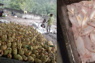 Nilai Forest Art Farmstay Agriculture Land For Sale