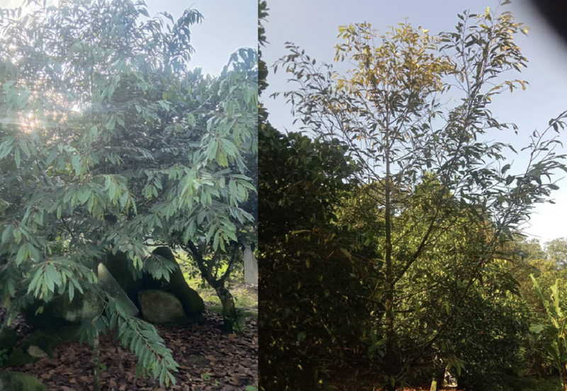 Nilai Forest Art Farmstay Agriculture Land For Sale