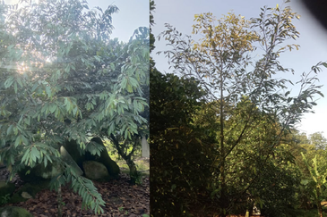 Nilai Forest Art Farmstay Agriculture Land For Sale