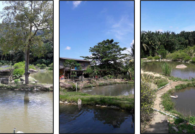 Nilai Forest Art Farmstay Agriculture Land For Sale