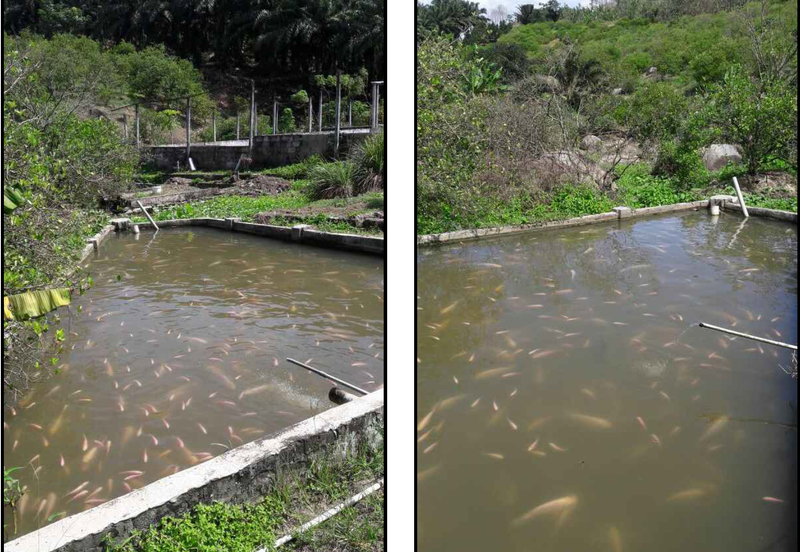 Nilai Forest Art Farmstay Agriculture Land For Sale