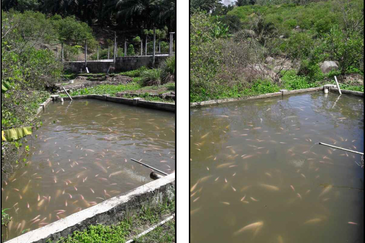 Nilai Forest Art Farmstay Agriculture Land For Sale