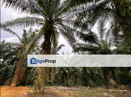 Kota Tinggi, Johor Oil Palm Plantation For Sale , Johor, Kota Tinggi