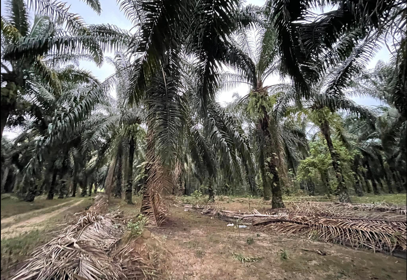 Kota Tinggi, Johor Oil Palm Plantation For Sale 