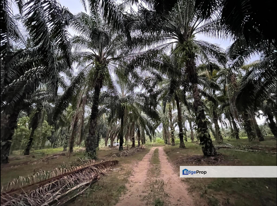 Kota Tinggi, Johor Oil Palm Plantation For Sale , Johor, Kota Tinggi