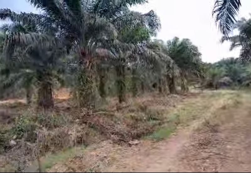 600 acres Oil Palm Land For Sale, Beluran, Sabah