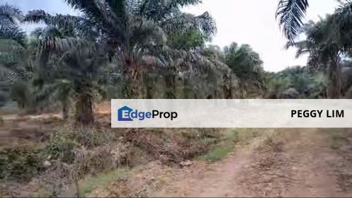 600 acres Oil Palm Land For Sale, Beluran, Sabah, Sabah, Beluran