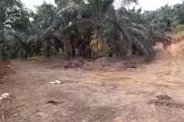600 acres Oil Palm Land For Sale, Beluran, Sabah