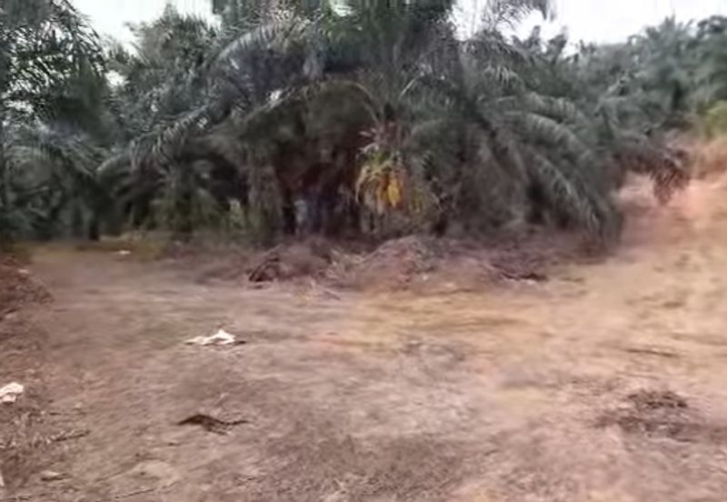 600 acres Oil Palm Land For Sale, Beluran, Sabah