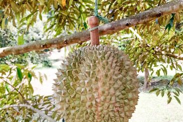 Durian Orchard Rembau, Negeri Sembilan for Sale