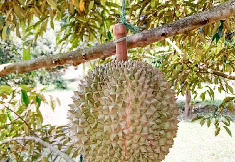 Durian Orchard Rembau, Negeri Sembilan for Sale