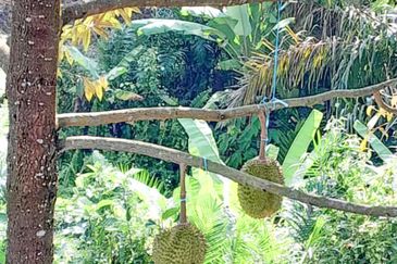 Durian Orchard Rembau, Negeri Sembilan for Sale