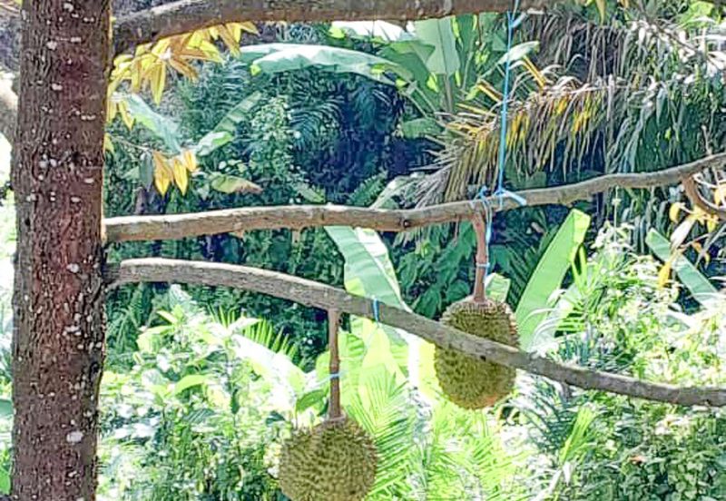Durian Orchard Rembau, Negeri Sembilan for Sale