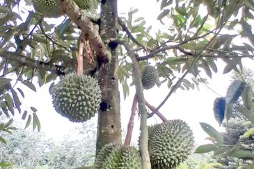 Durian Orchard Rembau, Negeri Sembilan for Sale