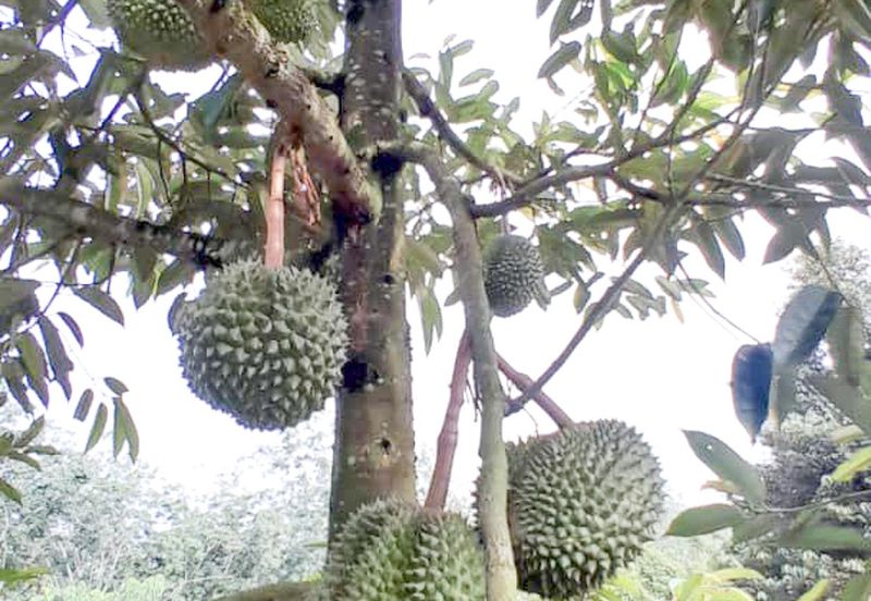 Durian Orchard Rembau, Negeri Sembilan for Sale