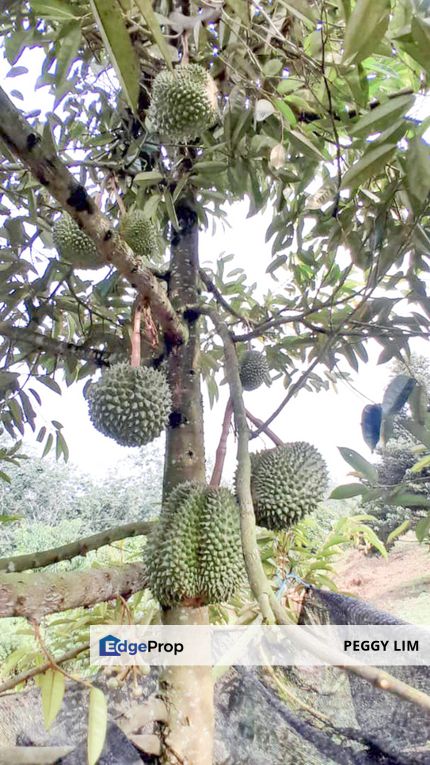 Durian Orchard Rembau, Negeri Sembilan for Sale, Negeri Sembilan, Rembau