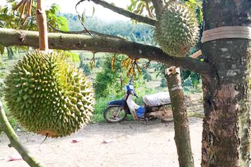 Durian Orchard Rembau, Negeri Sembilan for Sale