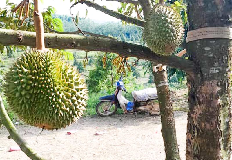 Durian Orchard Rembau, Negeri Sembilan for Sale