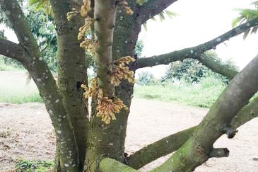 Durian Orchard Rembau, Negeri Sembilan for Sale