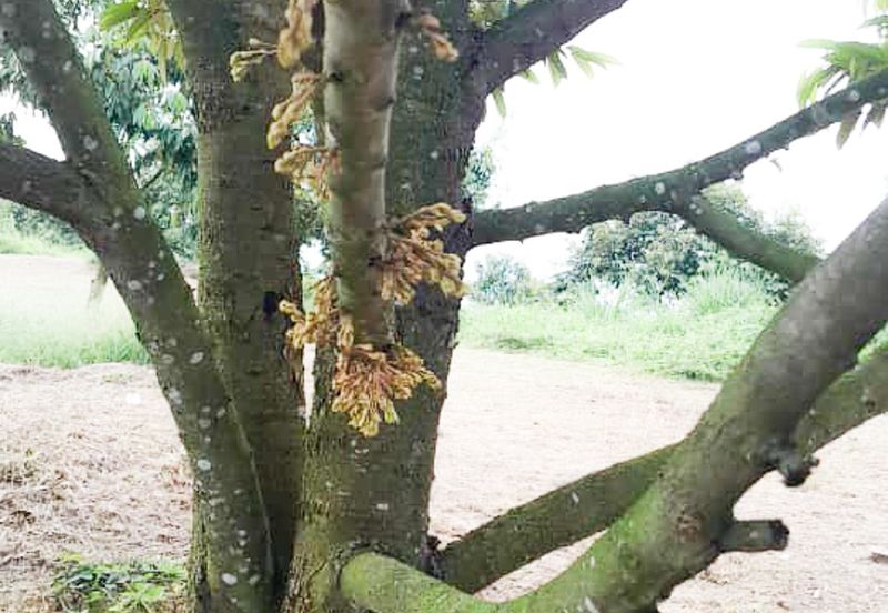Durian Orchard Rembau, Negeri Sembilan for Sale