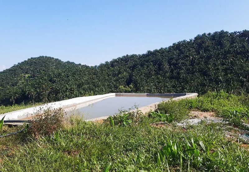 Durian Orchard Rembau, Negeri Sembilan for Sale