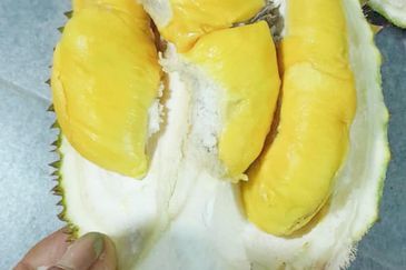 Durian Orchard Rembau, Negeri Sembilan for Sale