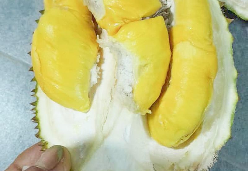 Durian Orchard Rembau, Negeri Sembilan for Sale