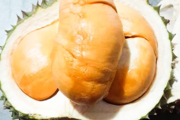 Durian Orchard Rembau, Negeri Sembilan for Sale