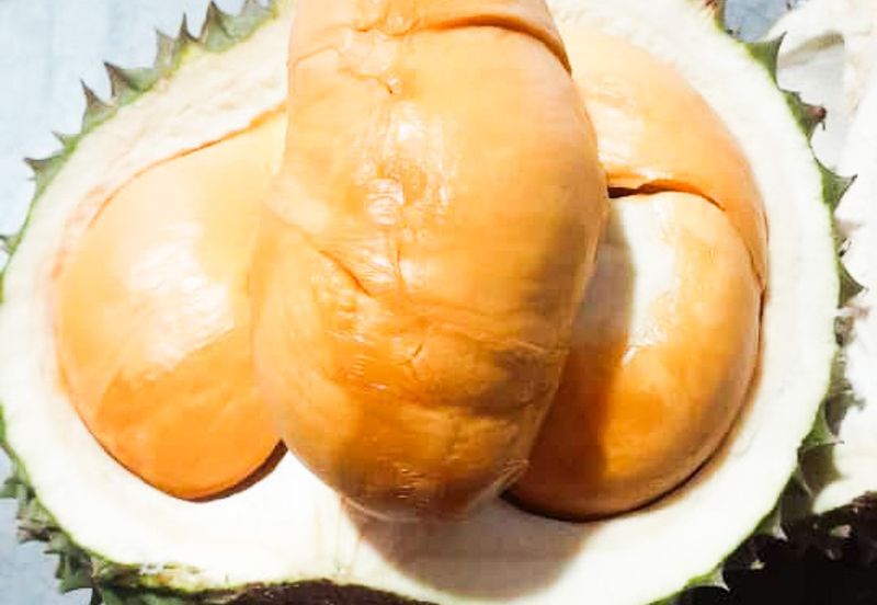 Durian Orchard Rembau, Negeri Sembilan for Sale