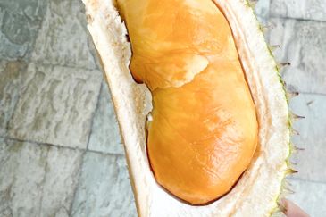 Durian Orchard Rembau, Negeri Sembilan for Sale